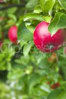 Rote Äpfel im Garten