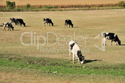 Cows on field