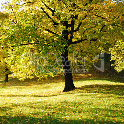 Yellow Tree in Park