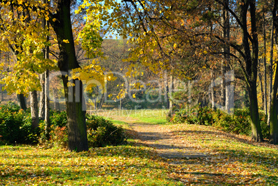 Autumn in Park