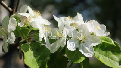 apple blossom on branch