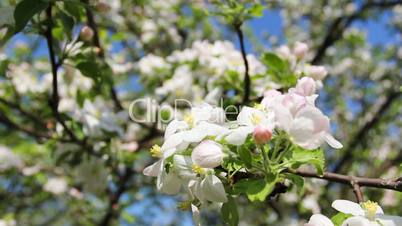 apple blossom on branch