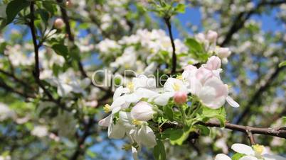 blossom on apple-tree