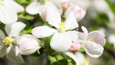 apple blossom, close-up