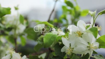 apple blossom and unit of compressor station