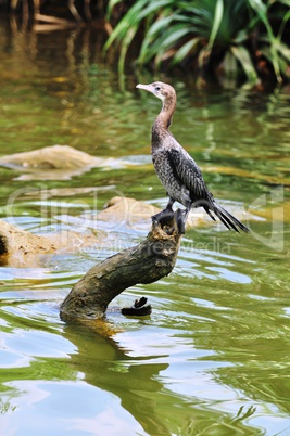 little cormorant