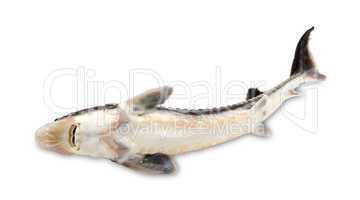 Dead sterlet fish on white background.