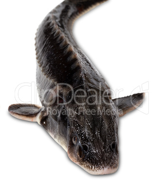 Fresh sterlet fish on white background