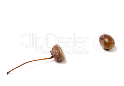 Fallen acorn on white background