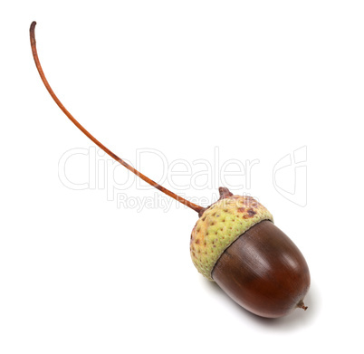 Acorn isolated on white background