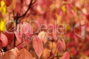 Autumn red leaves