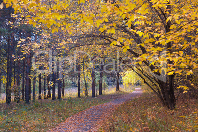 Footpath in autumn wood