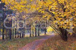 Footpath in autumn wood
