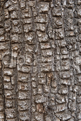 Aligator Juniper Bark