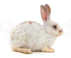 White small rabbit