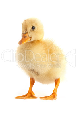 The small duckling