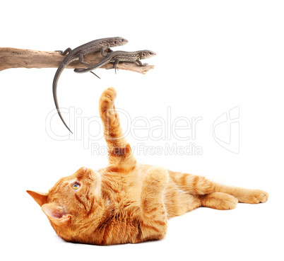 Cat playing with lizards