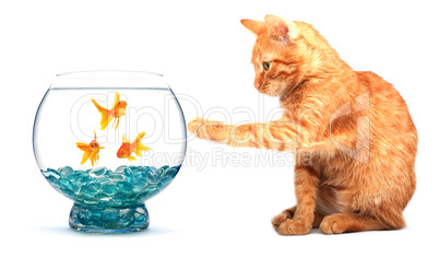 Goldfish and cat