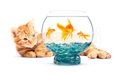 Goldfish and cat