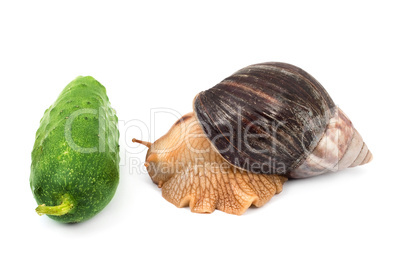 Snails