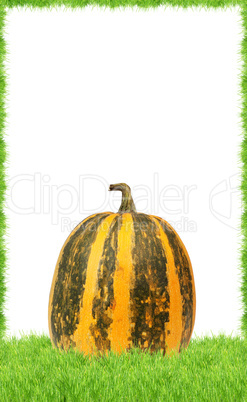 Yellow pumpkin