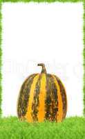 Yellow pumpkin