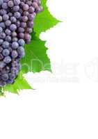 Grape