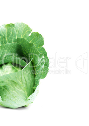 Head of green cabbage