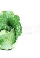Head of green cabbage