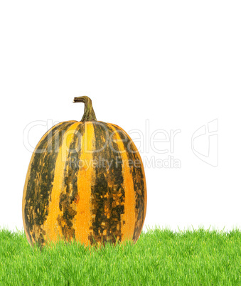 Yellow pumpkin