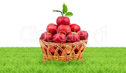 Basket of apples