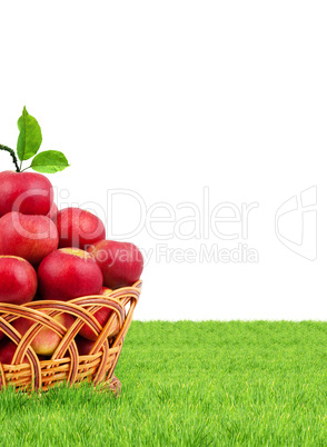 Basket of apples