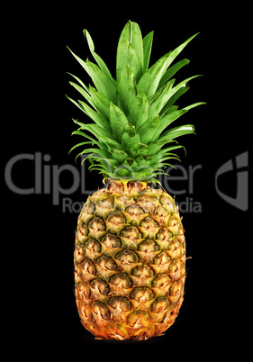 Ripe pineapple