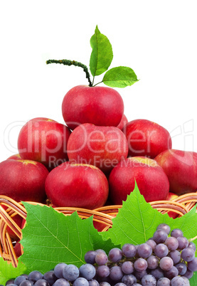 .Basket of apples