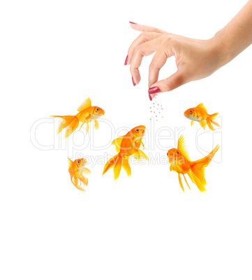 Woman feeding goldfishes