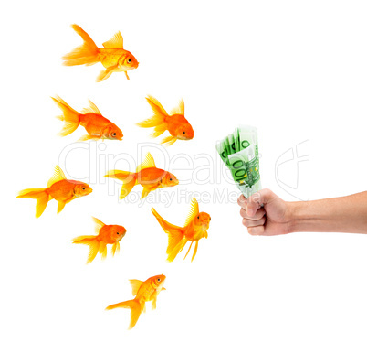 Goldfish with money