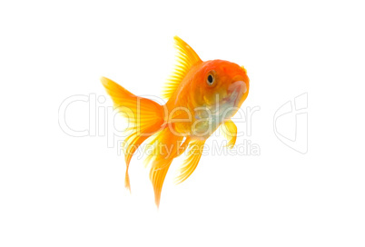 Goldfish