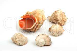 Five seashells