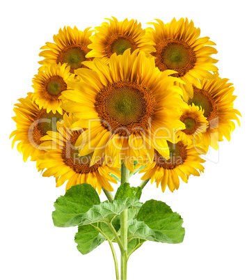 The beautiful sunflower
