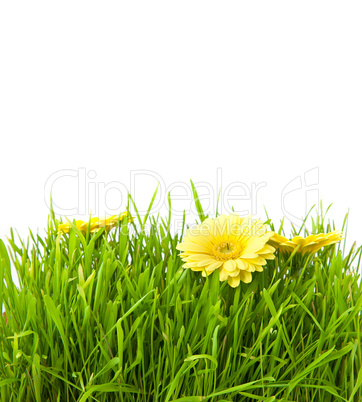 Isolated green grass with yellow flowers