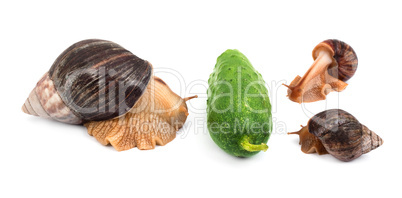 Snails