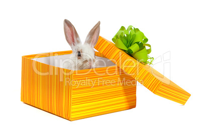 The rabbit in the yellow box