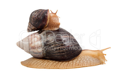 Snails