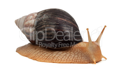 Snail Snail