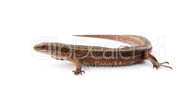 Llizard Llizard