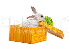 The rabbit in the yellow box