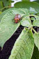 Colorado potato beetle