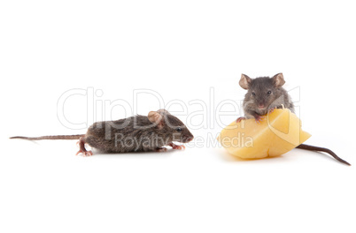 Mouse and cheese