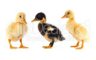 The small duckling