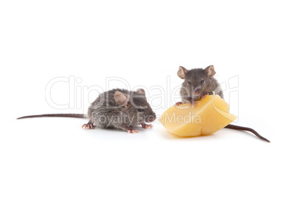 Mouse and cheese